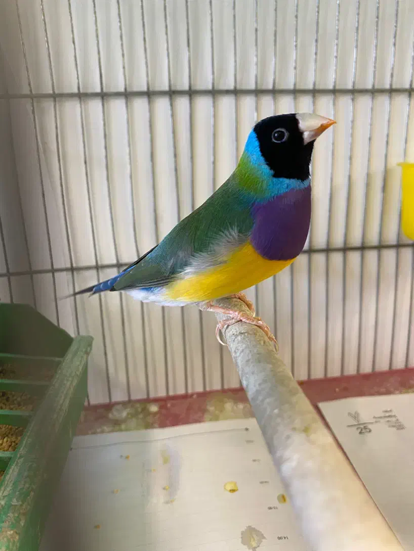 فنچ گلدین نر|پرنده|قزوین, |دیوار