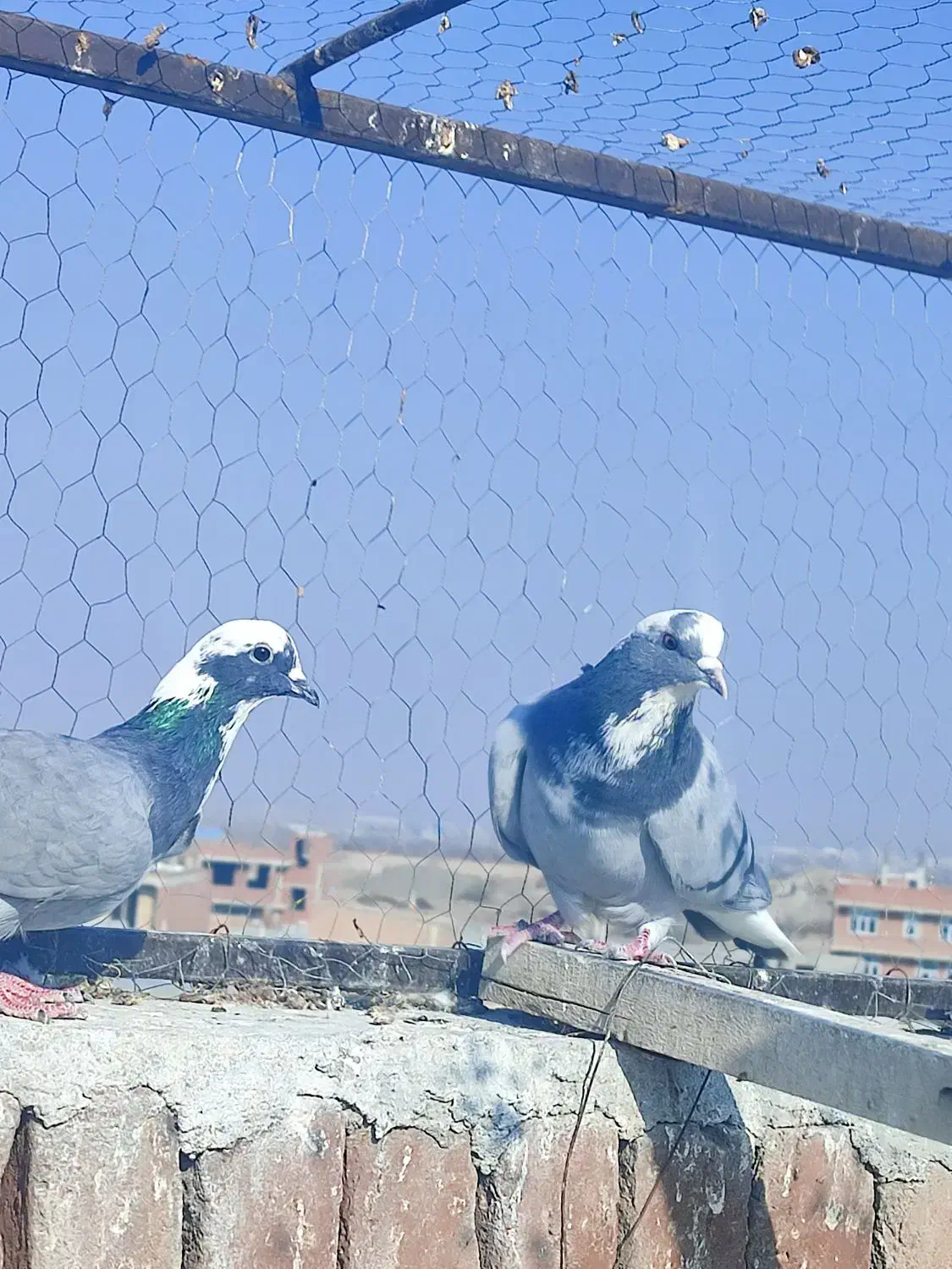 فروشی ۳عدد کبوتر شکار|پرنده|بناب, |دیوار