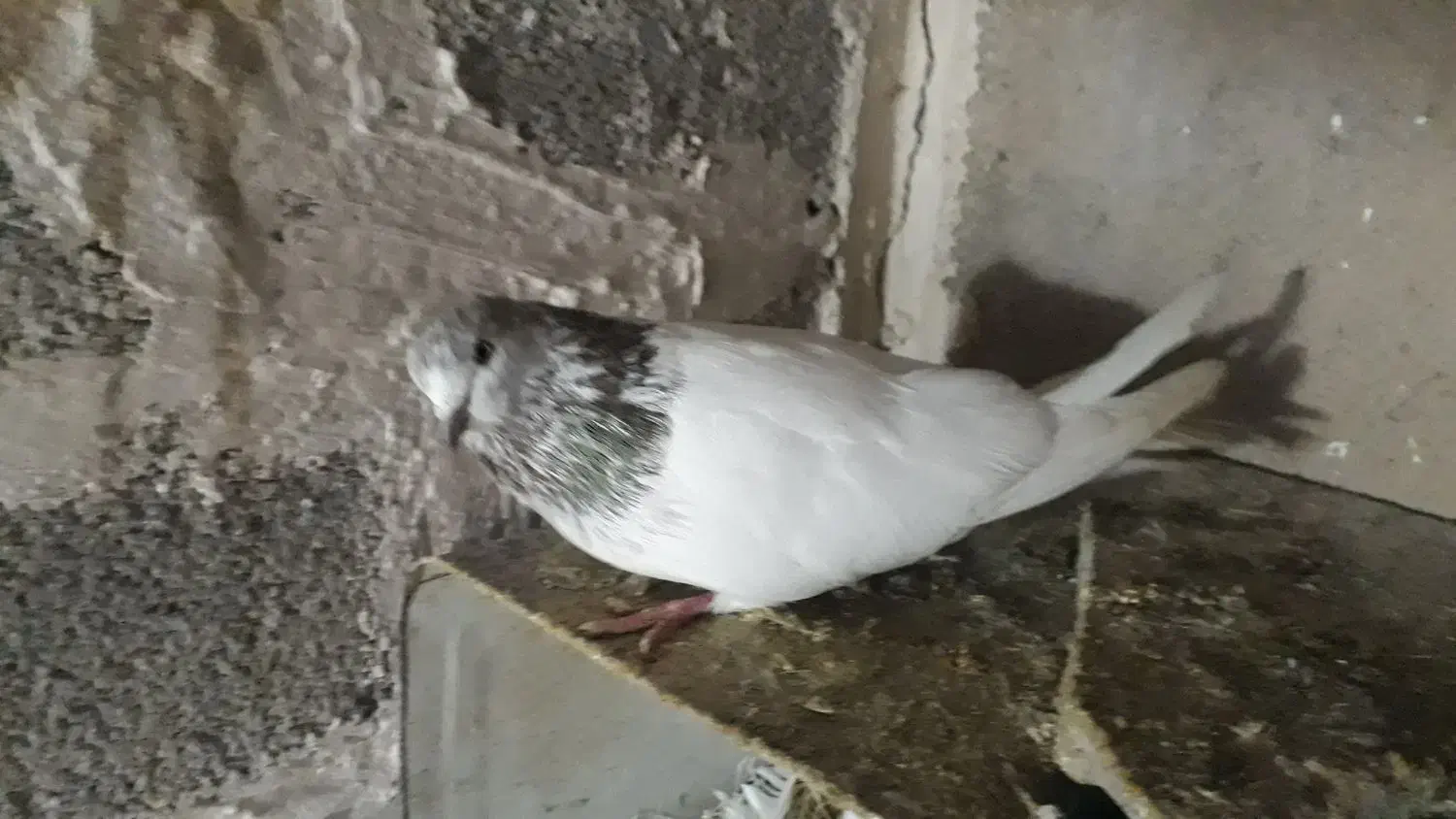 کفتر فروشی|پرنده|رزن, |دیوار