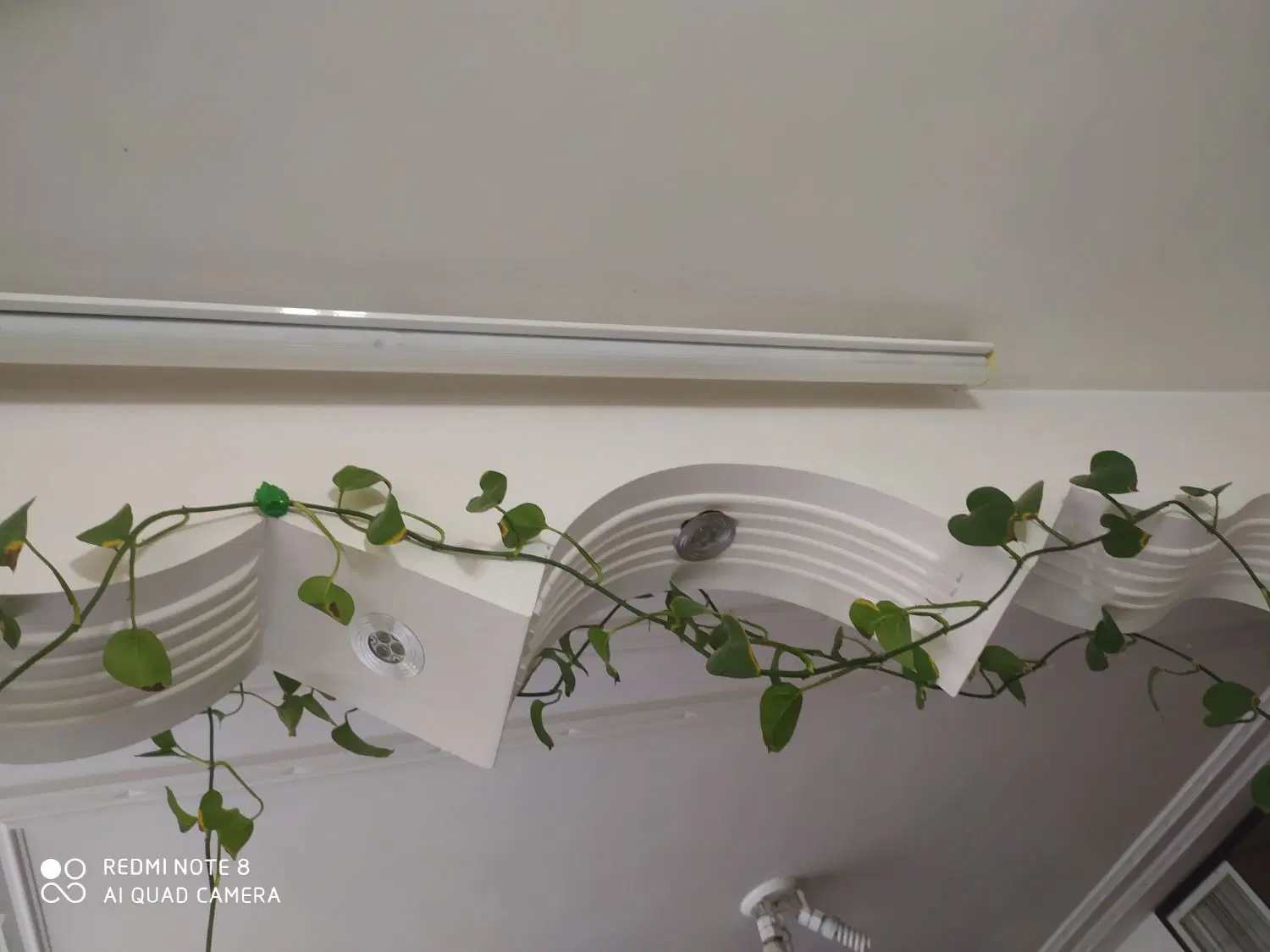 گل پتوس|گل و گیاه طبیعی|اصفهان, بوستان ناژوان|دیوار
