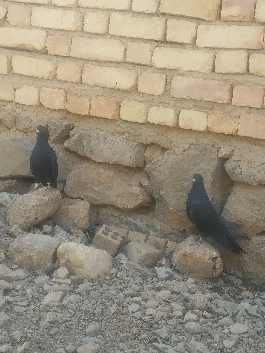 کبوتر زاغ|پرنده|سمیرم, |دیوار