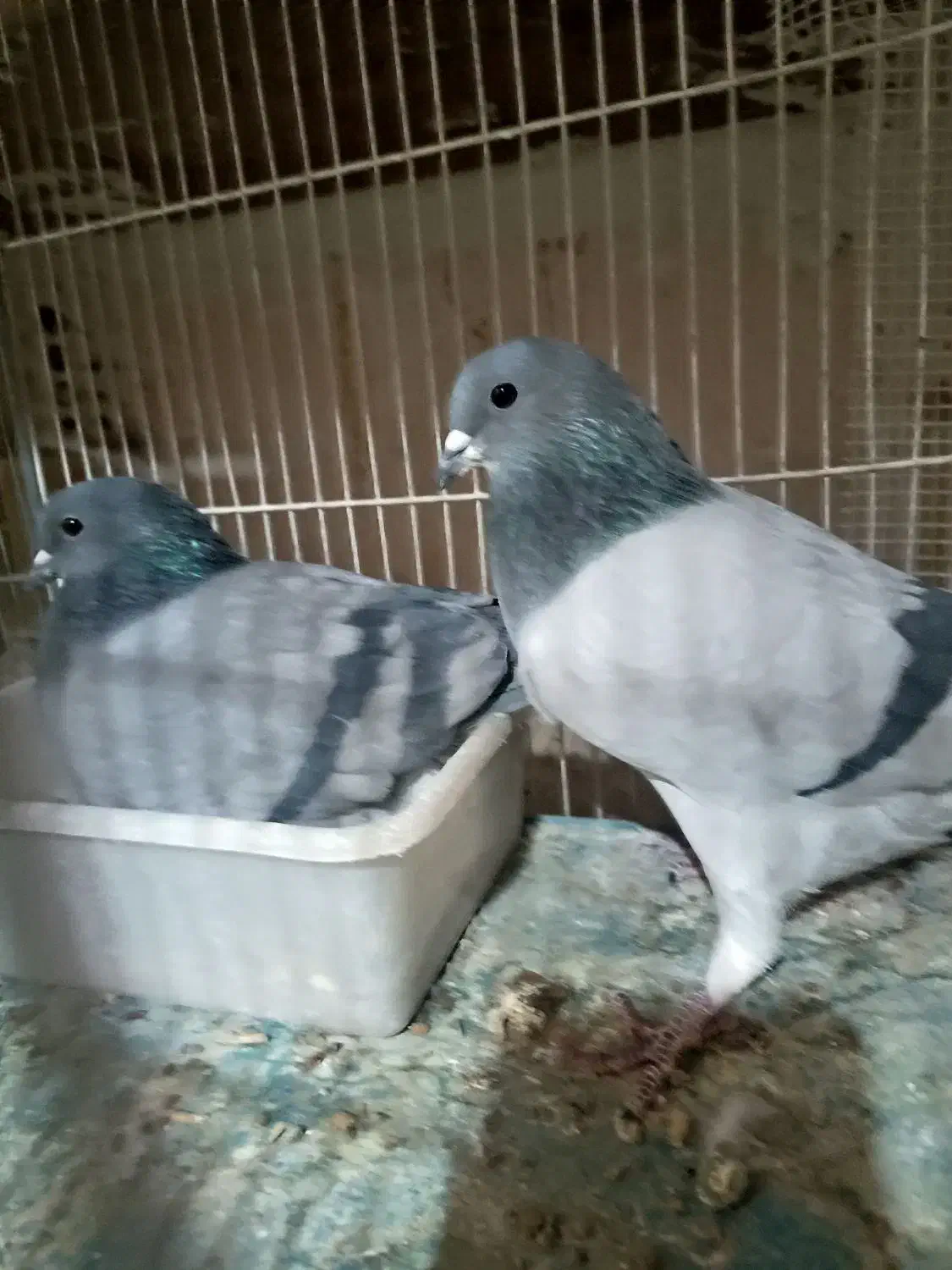 نر و ماده دمگیر فیروزه‌ای|پرنده|شاهین‌شهر, گزبرخوار|دیوار