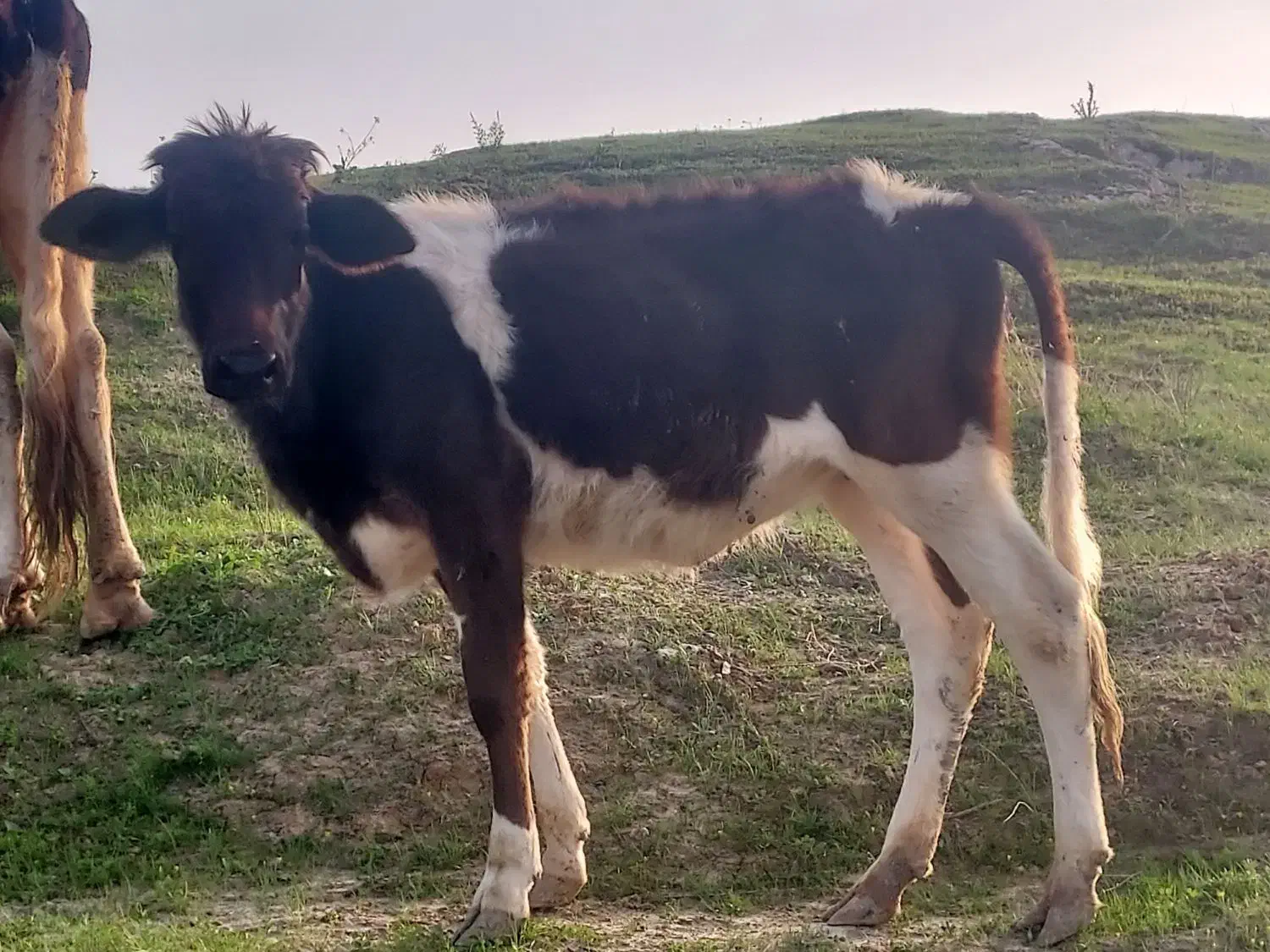 گاو گوساله|حیوانات مزرعه|مسجد سلیمان, |دیوار