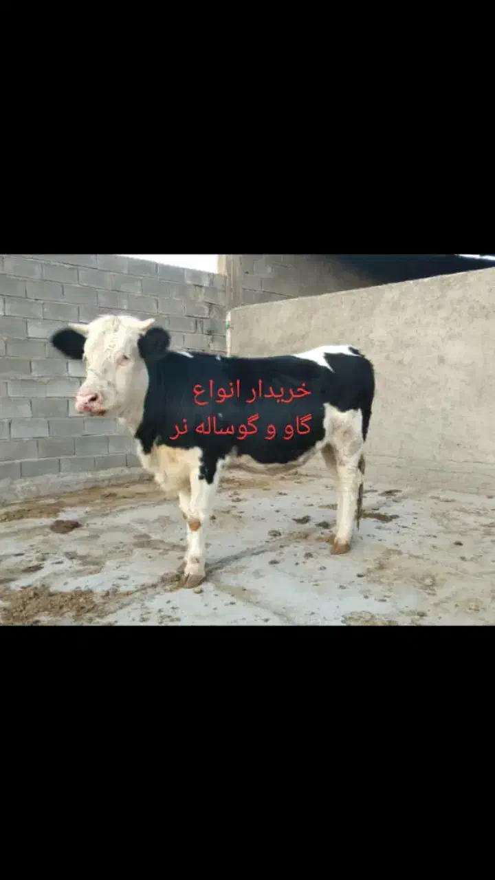 گاو و گوساله|حیوانات مزرعه|اقلید, |دیوار