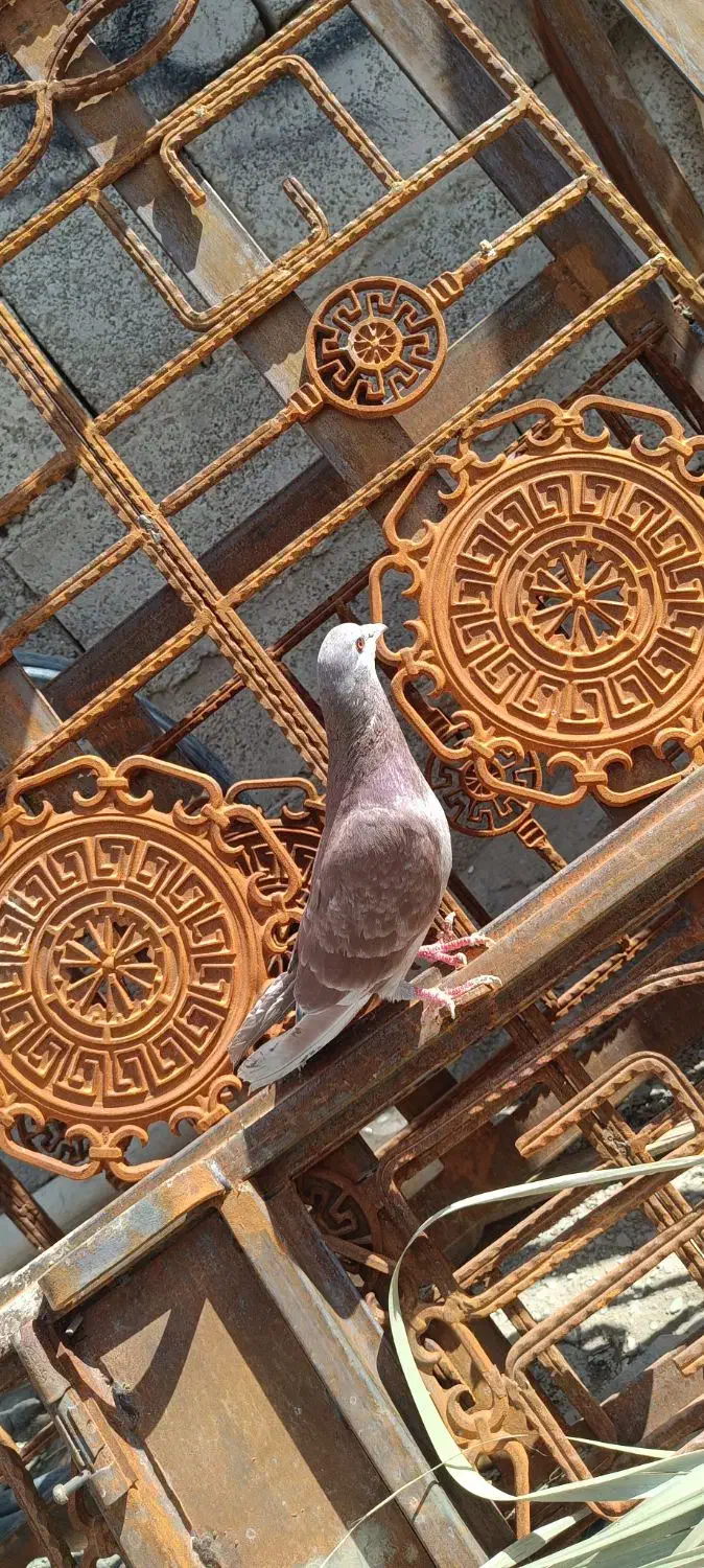 کفتر فروشی|پرنده|سراوان, |دیوار