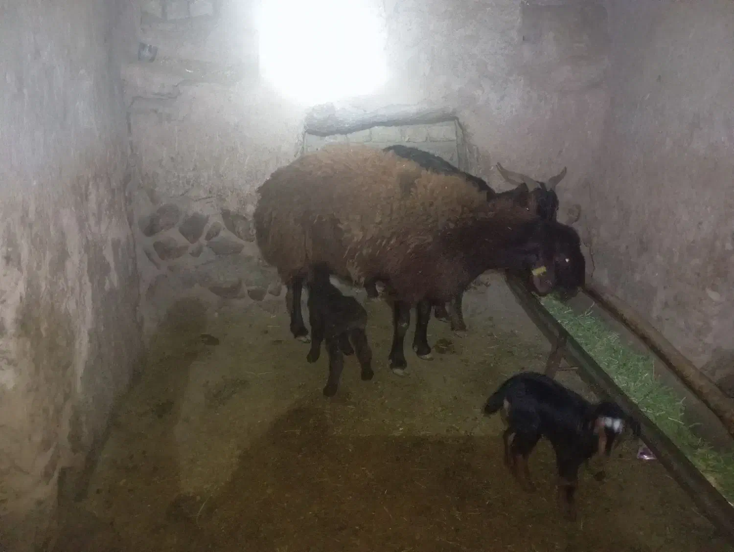 میش همو|حیوانات مزرعه|سرولایت, |دیوار