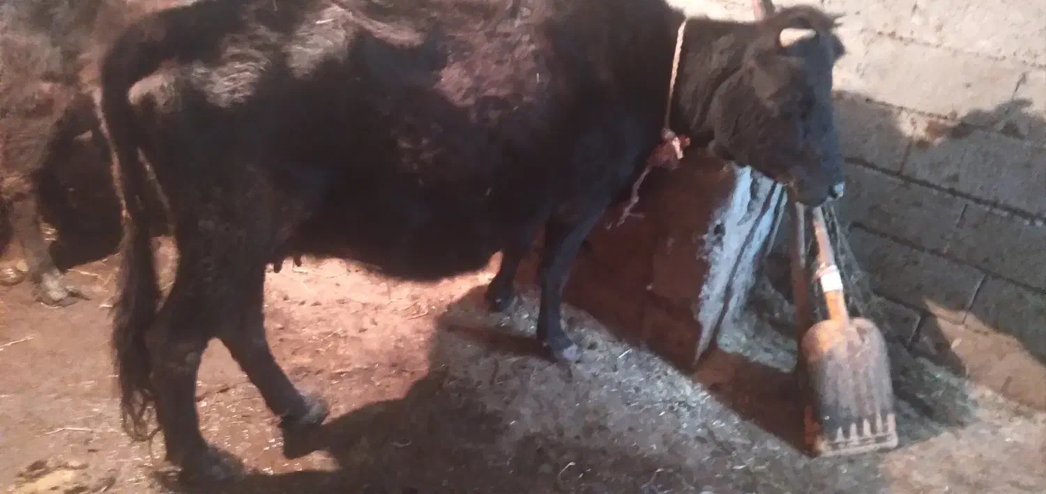 گاوو|حیوانات مزرعه|تالش, تالش|دیوار