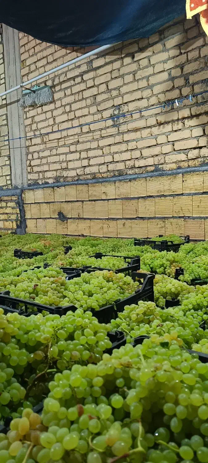 شیره انگور|خوردنی و آشامیدنی|سامان, |دیوار