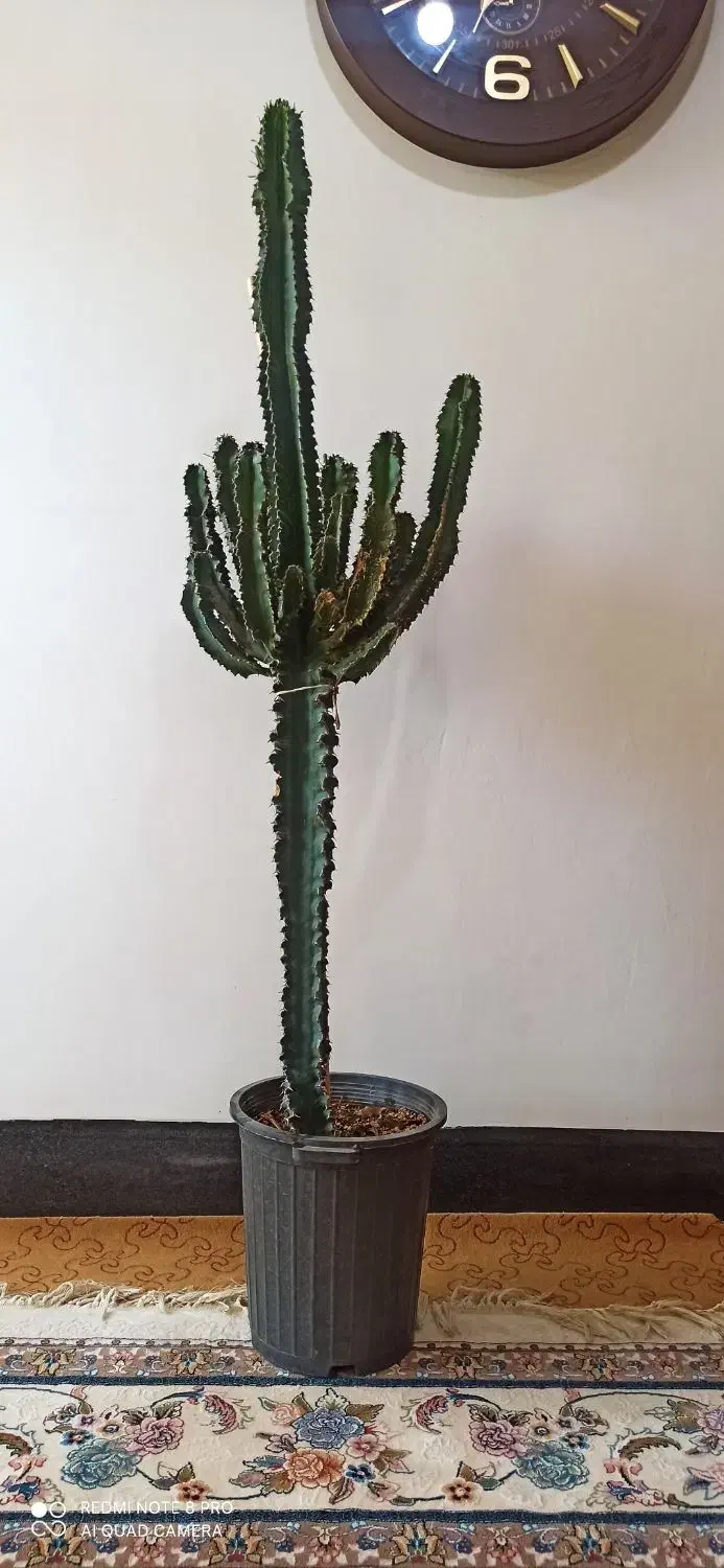 کاکتوس|گل و گیاه طبیعی|شهرکرد, |دیوار