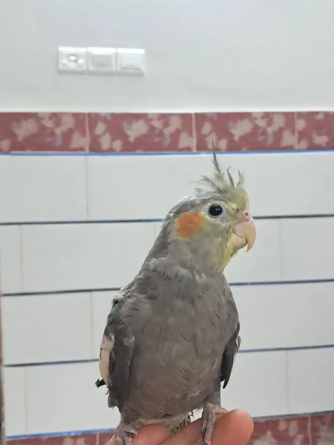 جوجه عروس هلندی دستی 2ماهه|پرنده|گلپایگان, |دیوار