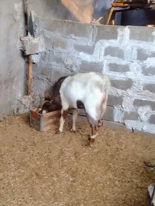 کَل، یوور ، پازن|حیوانات مزرعه|بندر کنگان, |دیوار