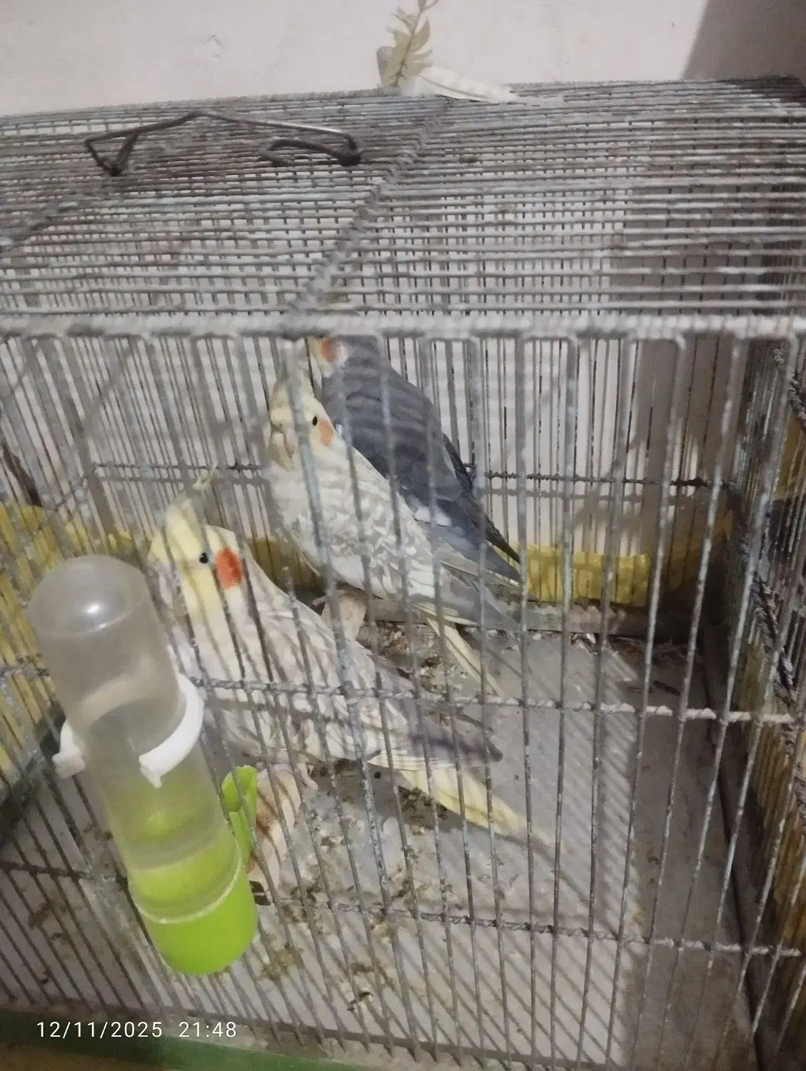 عروس هلندی همراه جوجه|پرنده|بهار, |دیوار