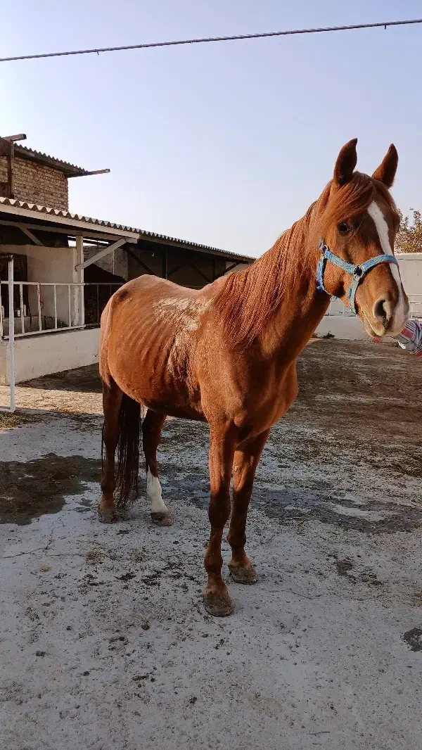 اسب کرن|اسب و تجهیزات اسب‌سواری|ارومیه, |دیوار