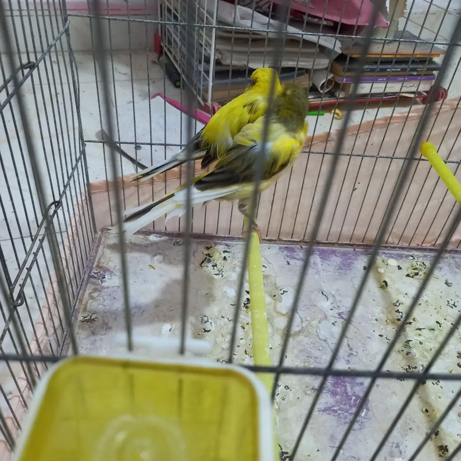 قناری رسمی بلند|پرنده|کهریزک, |دیوار