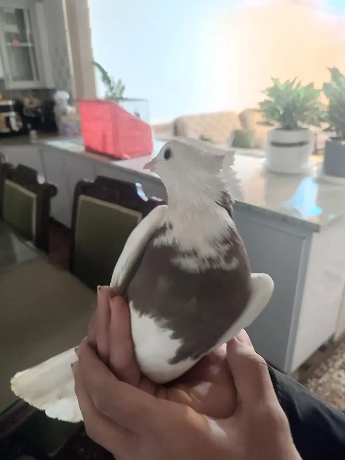 طوقی|پرنده|یاسوج, |دیوار