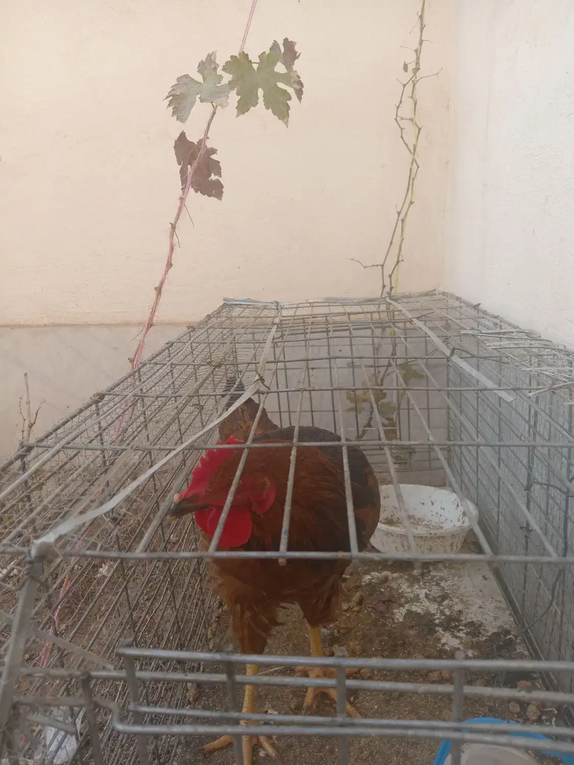 خروس|حیوانات مزرعه|نیشابور, بزرگمهر|دیوار