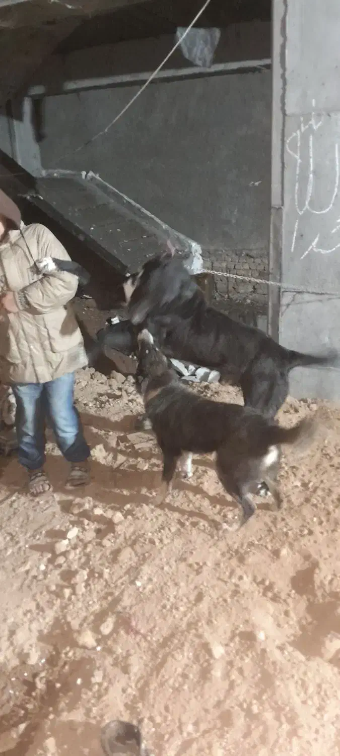 سگ خراسانی|سگ|بجنورد, |دیوار