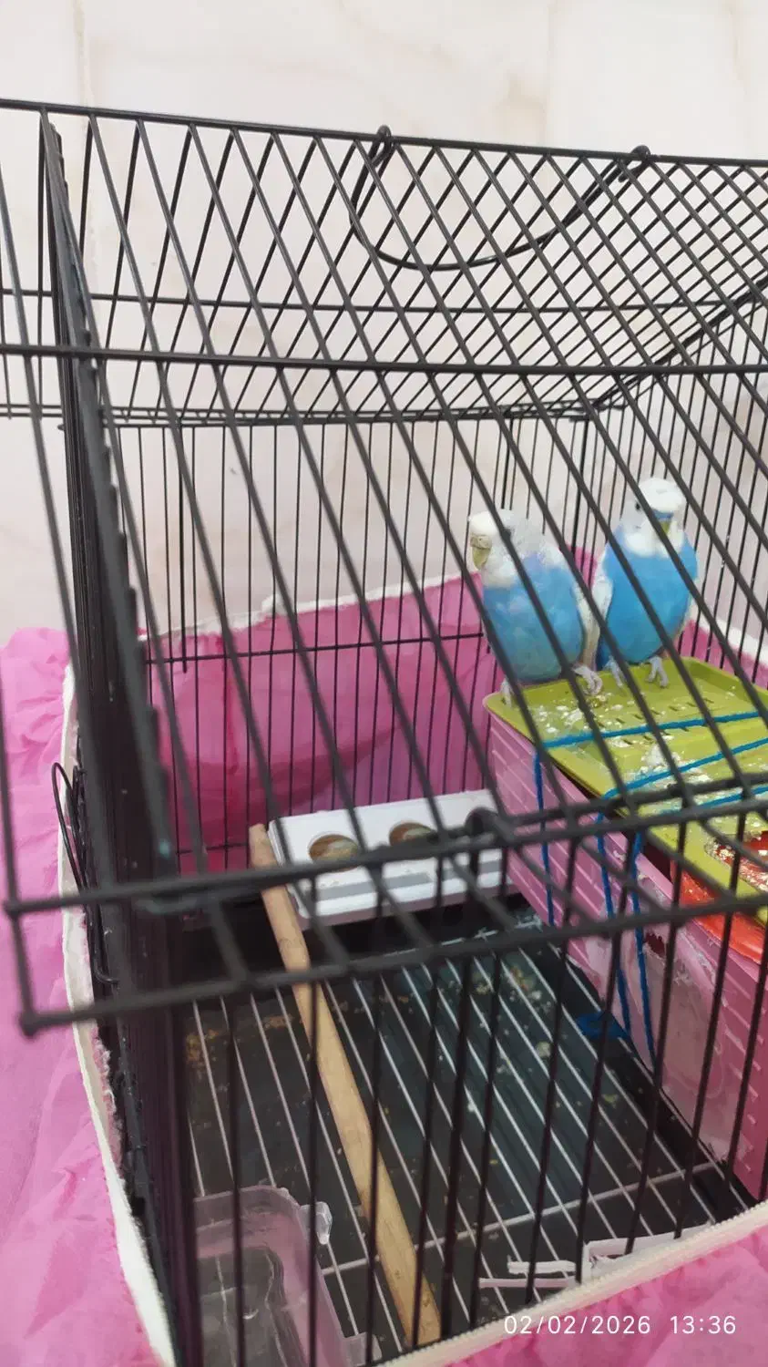 مرغ عشق|پرنده|بوئین زهرا, |دیوار