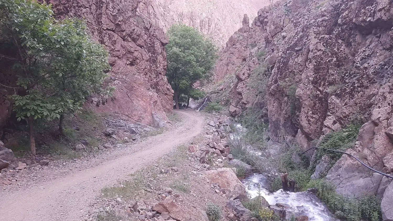 پرنده|پرنده|فیروزه, |دیوار