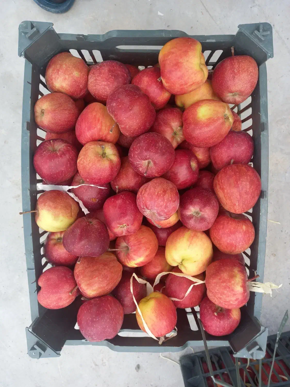 سیب درجه ۲|خوردنی و آشامیدنی|اشنویه, |دیوار