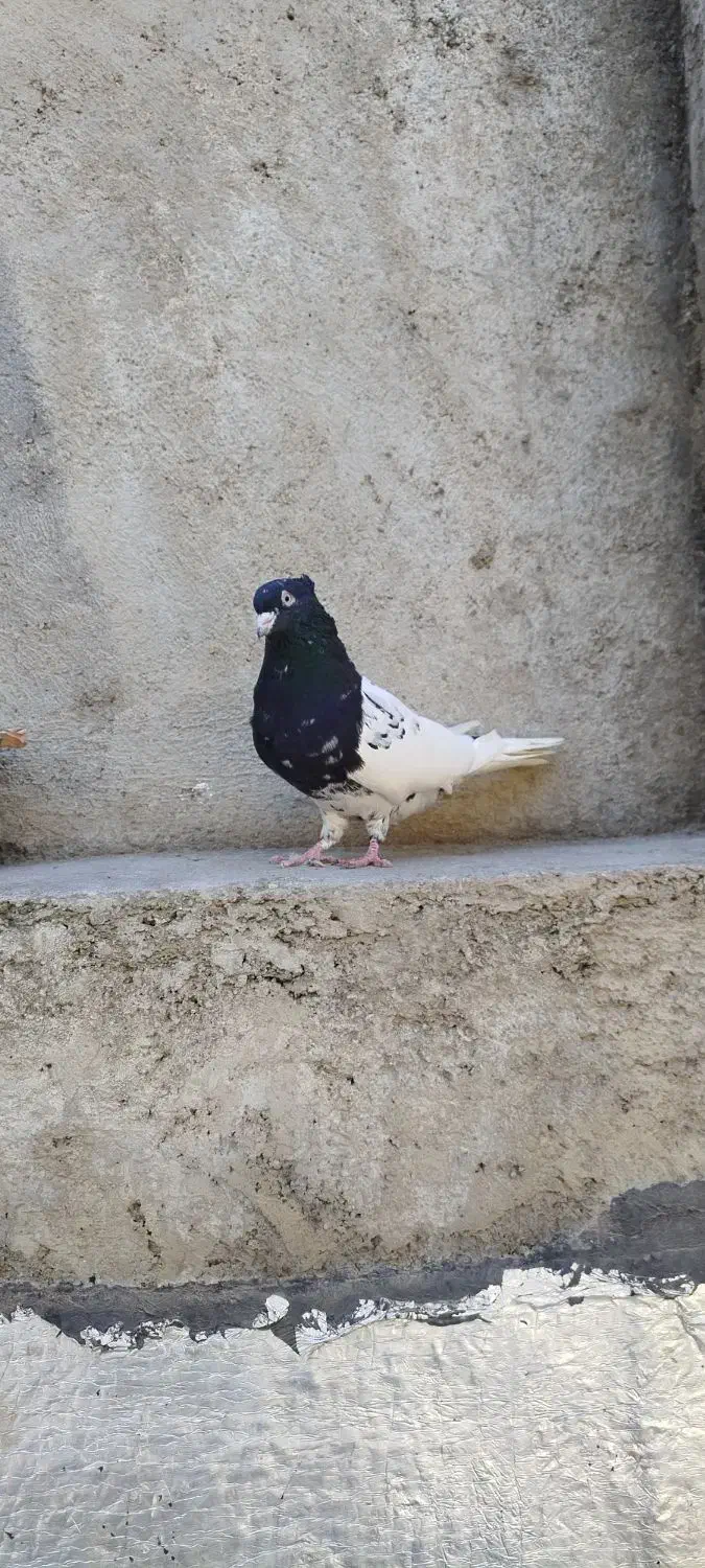 کله سیاه کاکولی نر|پرنده|گالیکش, |دیوار