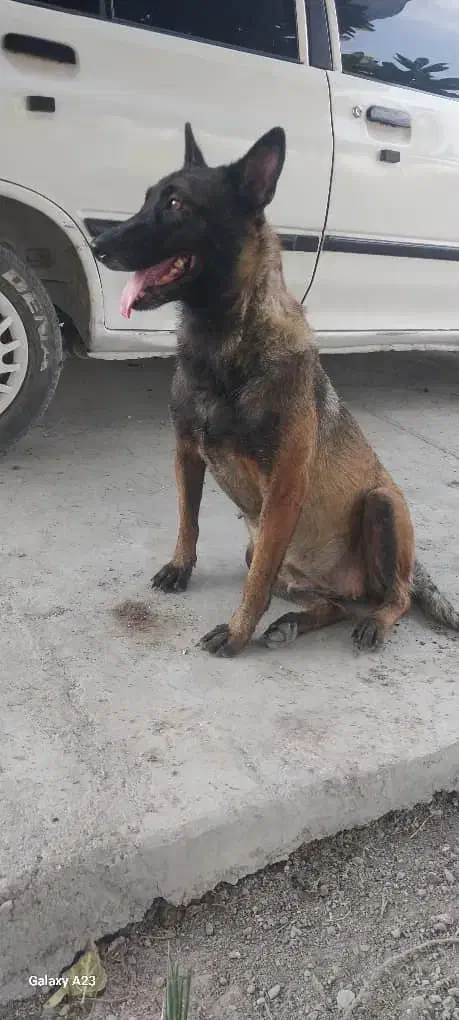 سگ مالینیوز ماده اصل|سگ|رودان, |دیوار