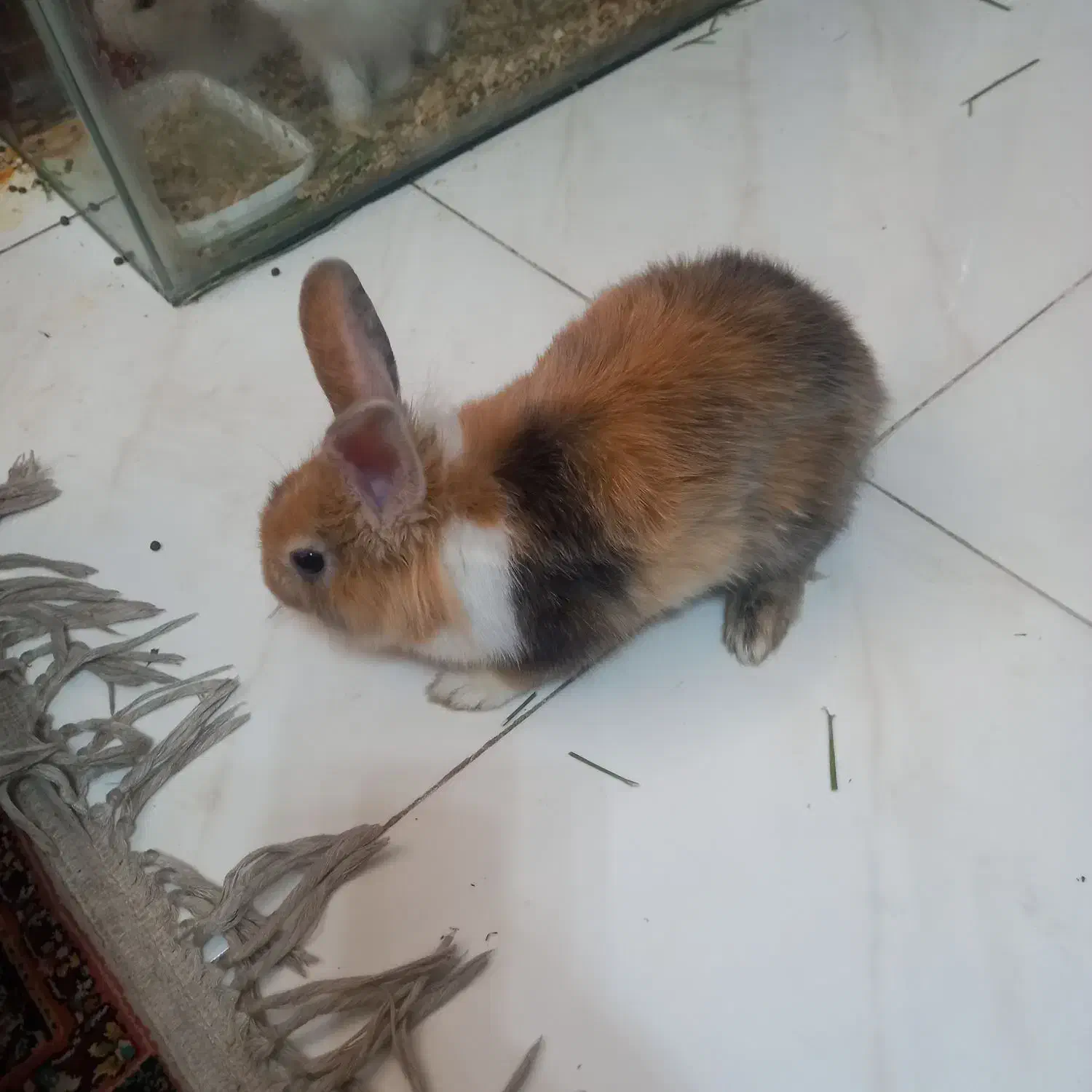 خرگوش سالم وقشنگ|موش و خرگوش|اصفهان, عطار نیشابوری|دیوار