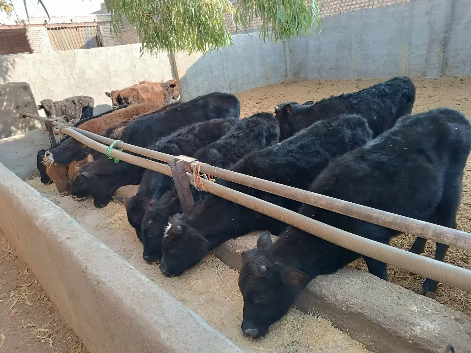 گوساله لاغردورگکوردی سیاهمال میاندوآب|حیوانات مزرعه|پیشوا, |دیوار