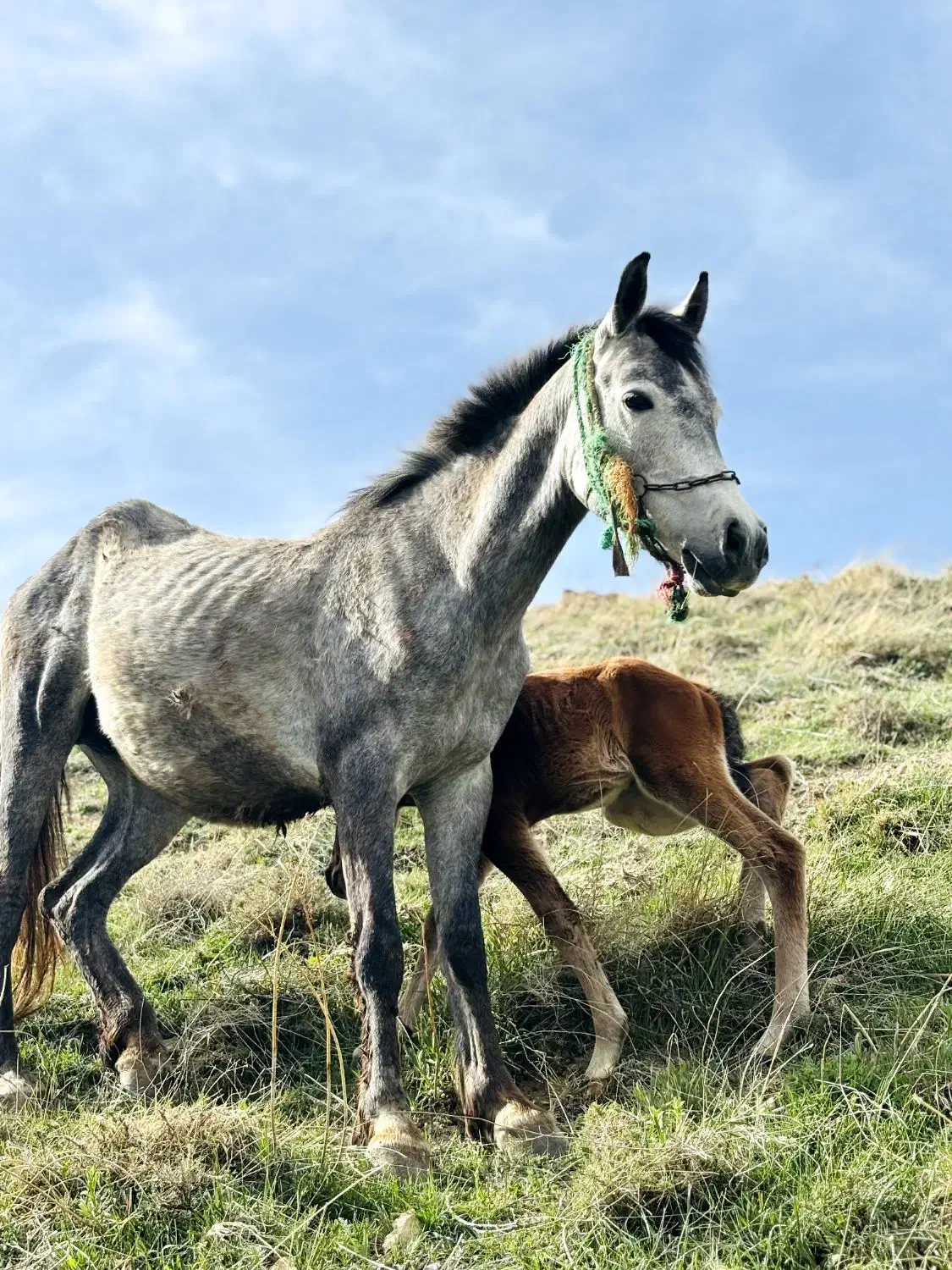 اسب|اسب و تجهیزات اسب‌سواری|سیلوانه, |دیوار