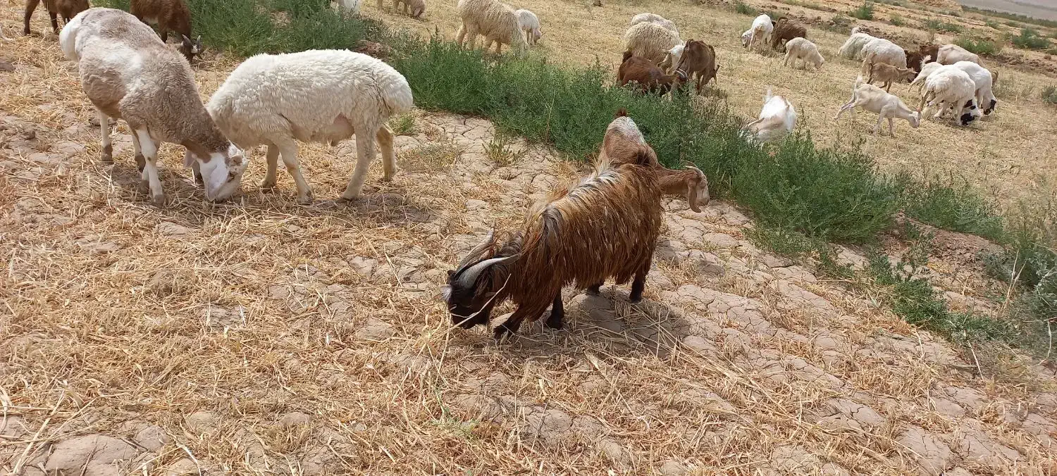 بز زاییده|حیوانات مزرعه|قائن, |دیوار