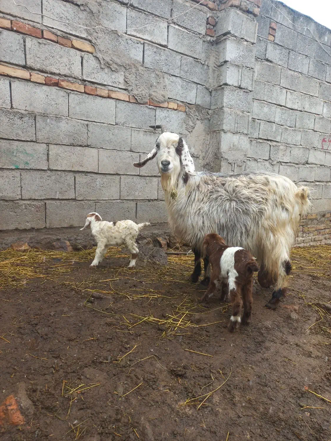 بزجوان دوقلو|حیوانات مزرعه|مشگین شهر, |دیوار