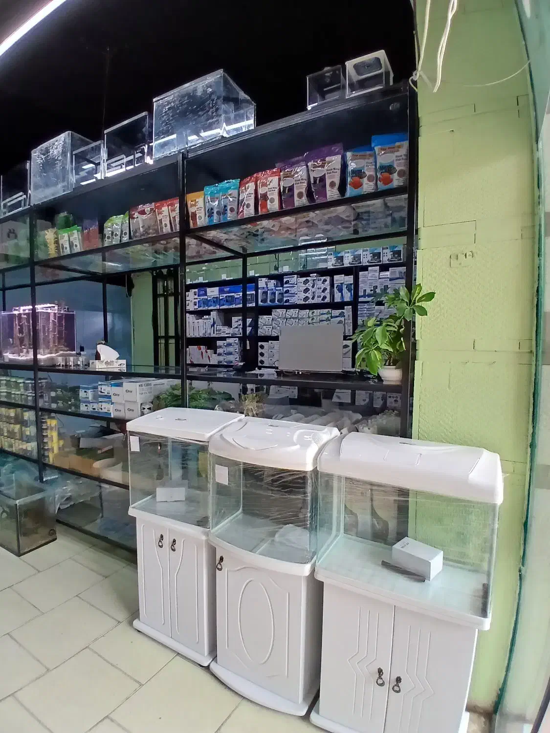 ماهی آکواریوم و لوازم|ماهی|صدرا-فارس, فاز ۱|دیوار