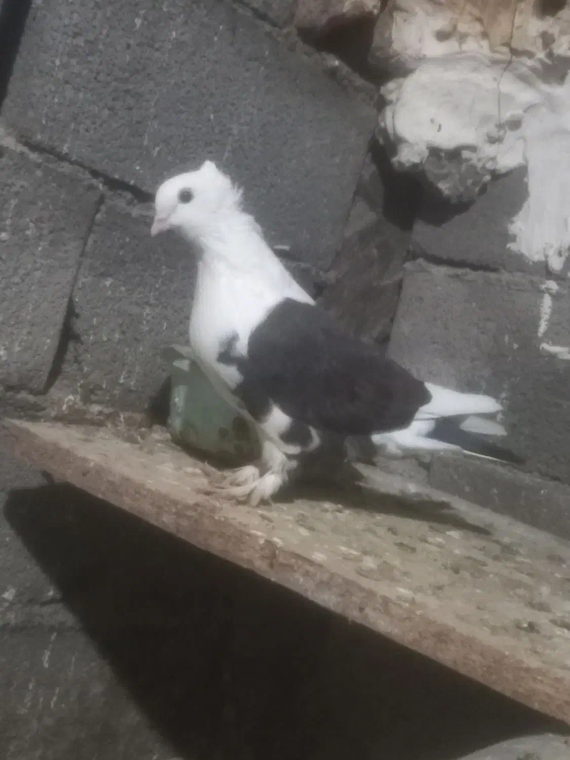 کبوتربلژیکی غریب|حیوانات|خان ببین, |دیوار