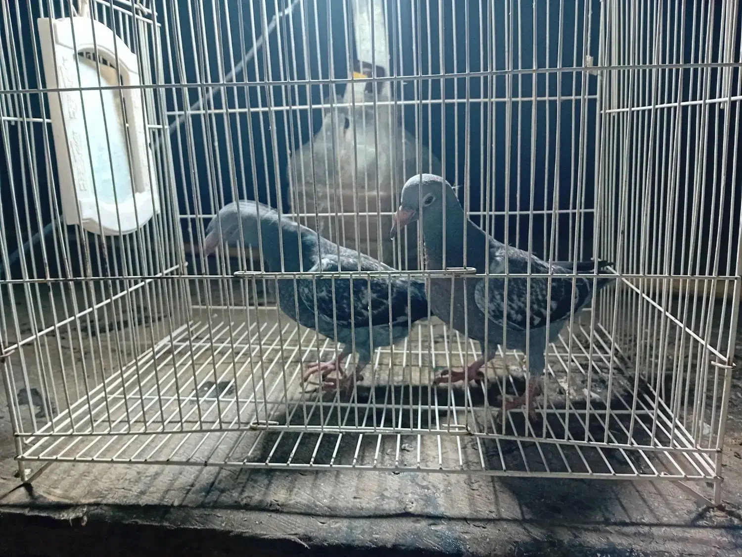 کبوتر المانی پلاکی|پرنده|مشهد, مشکینی (شهرک غرب)|دیوار