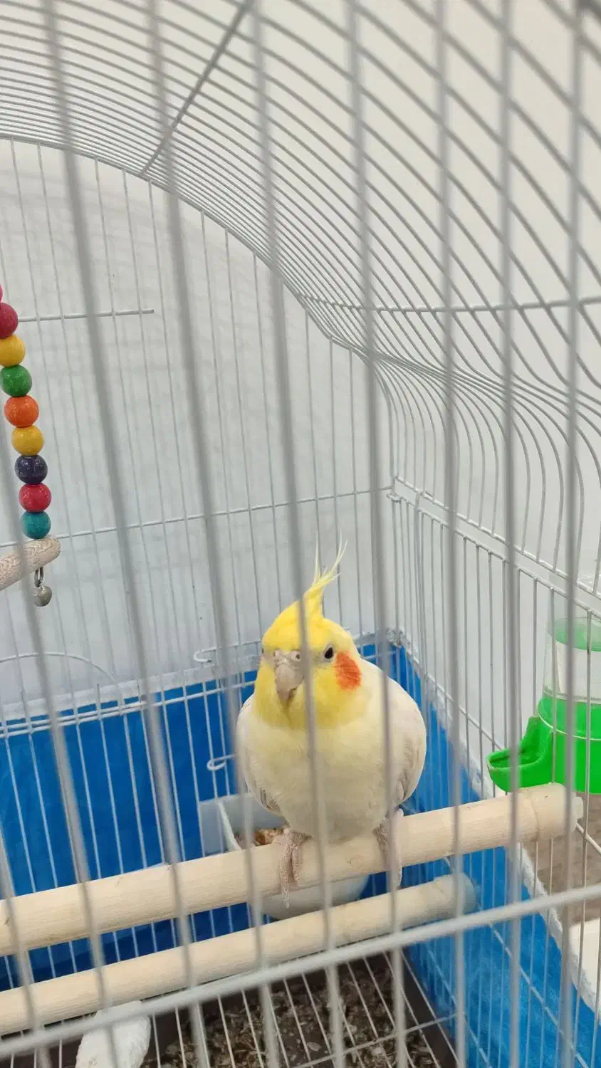 عروس هلندی نر و ماده|پرنده|مبارکه, |دیوار