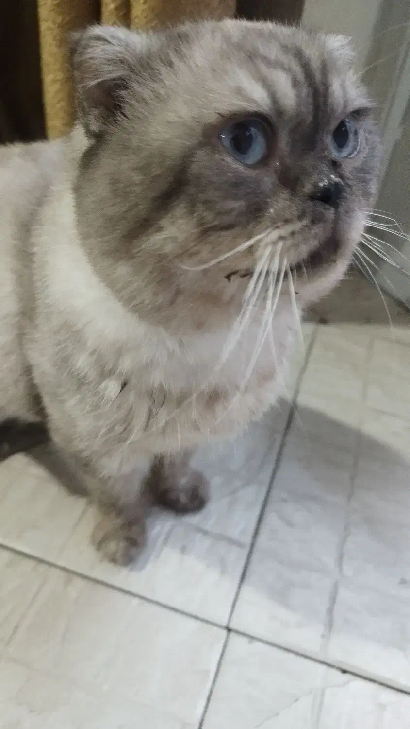 گربه اسکاتیش|گربه|کرمان, |دیوار