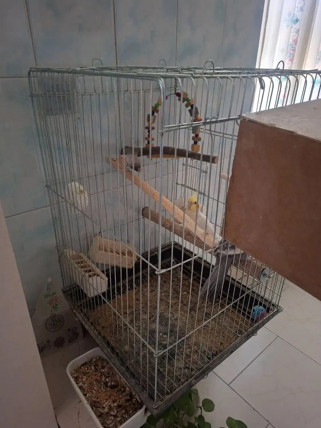 عروس هلندی|پرنده|مشکین‌دشت, |دیوار