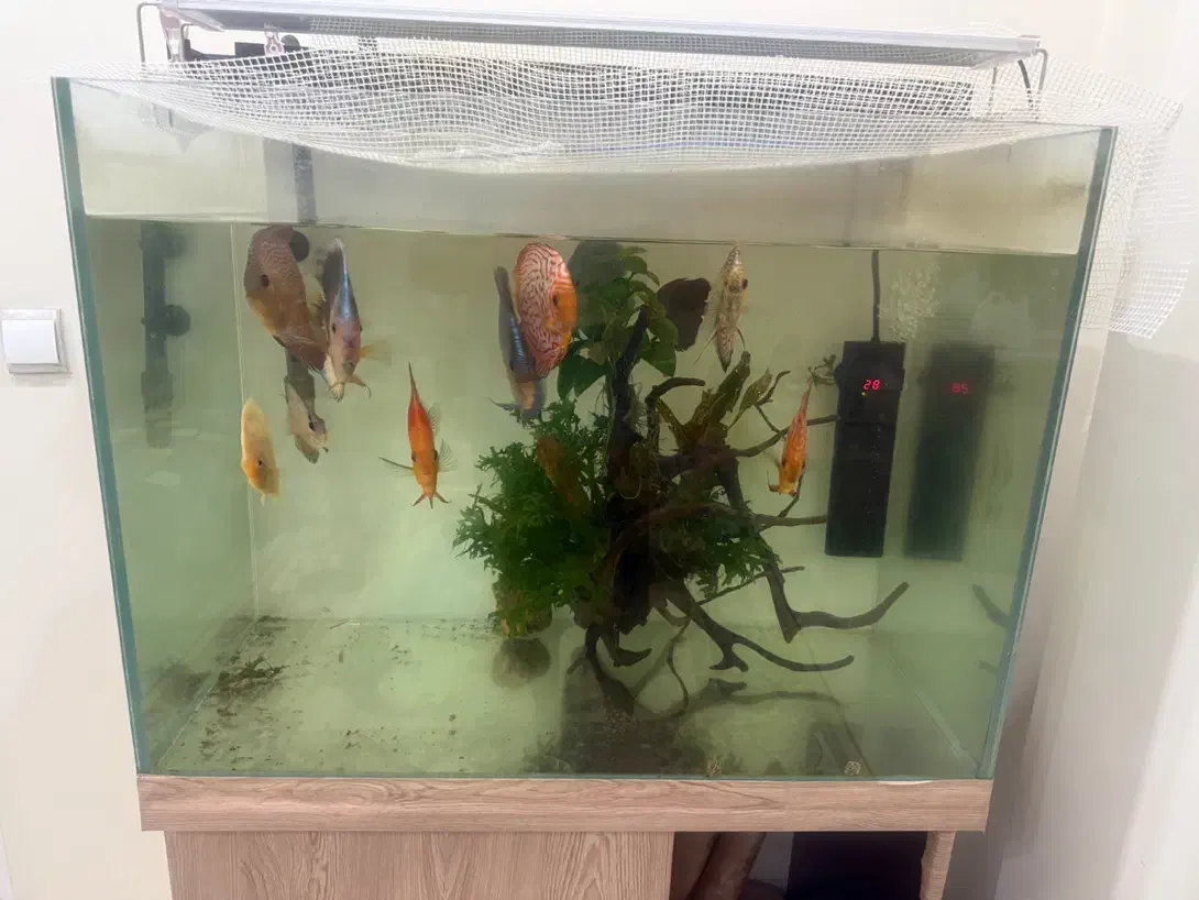 آکواریوم دیسکس با لوازم کامل|ماهی|تهران, فلسطین (میدان انقلاب)|دیوار
