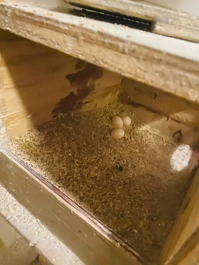 طوطی عروس|پرنده|رامهرمز, |دیوار