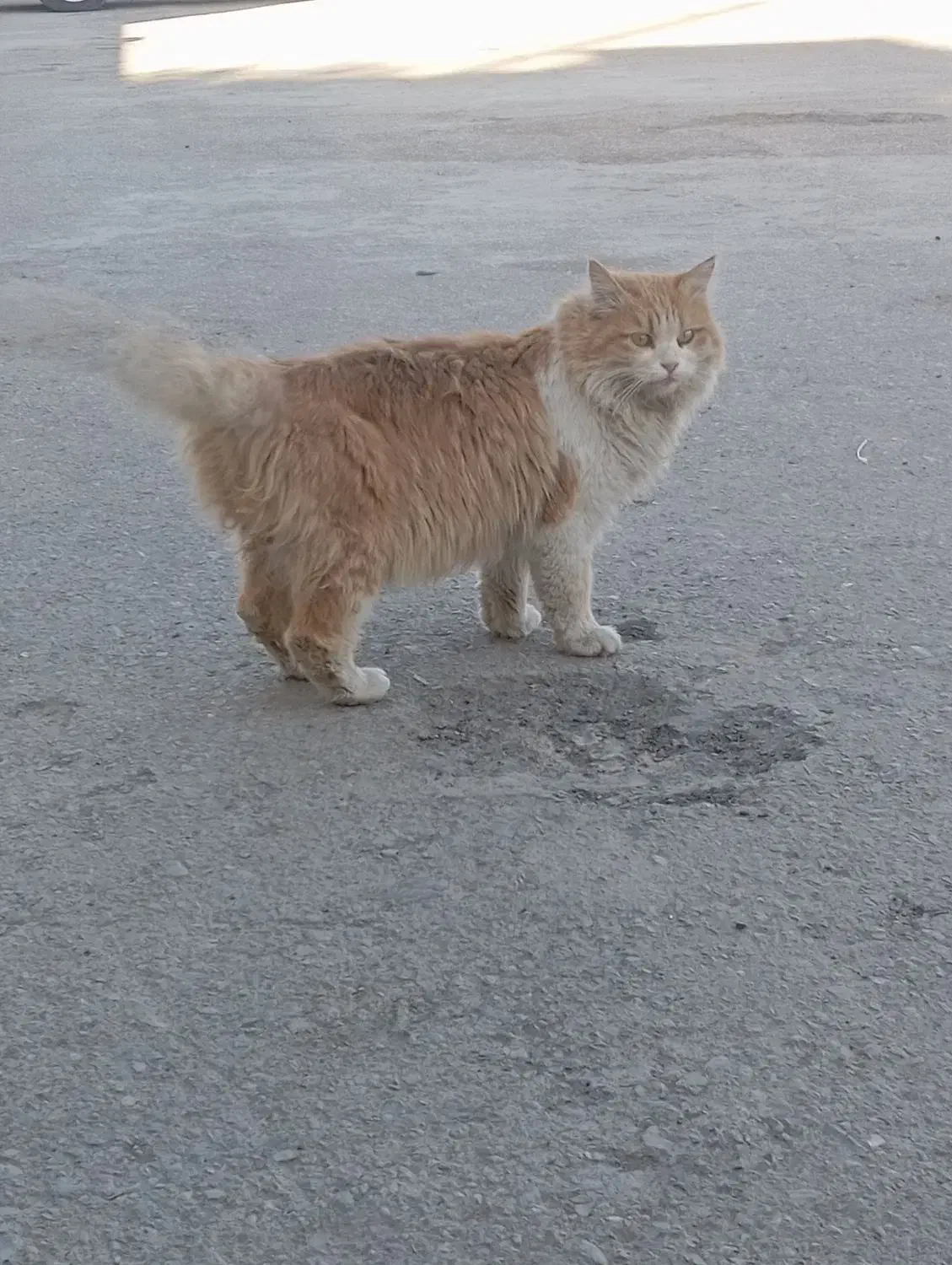 گربه گمشده (پرشین)|گربه|زاهدان, |دیوار