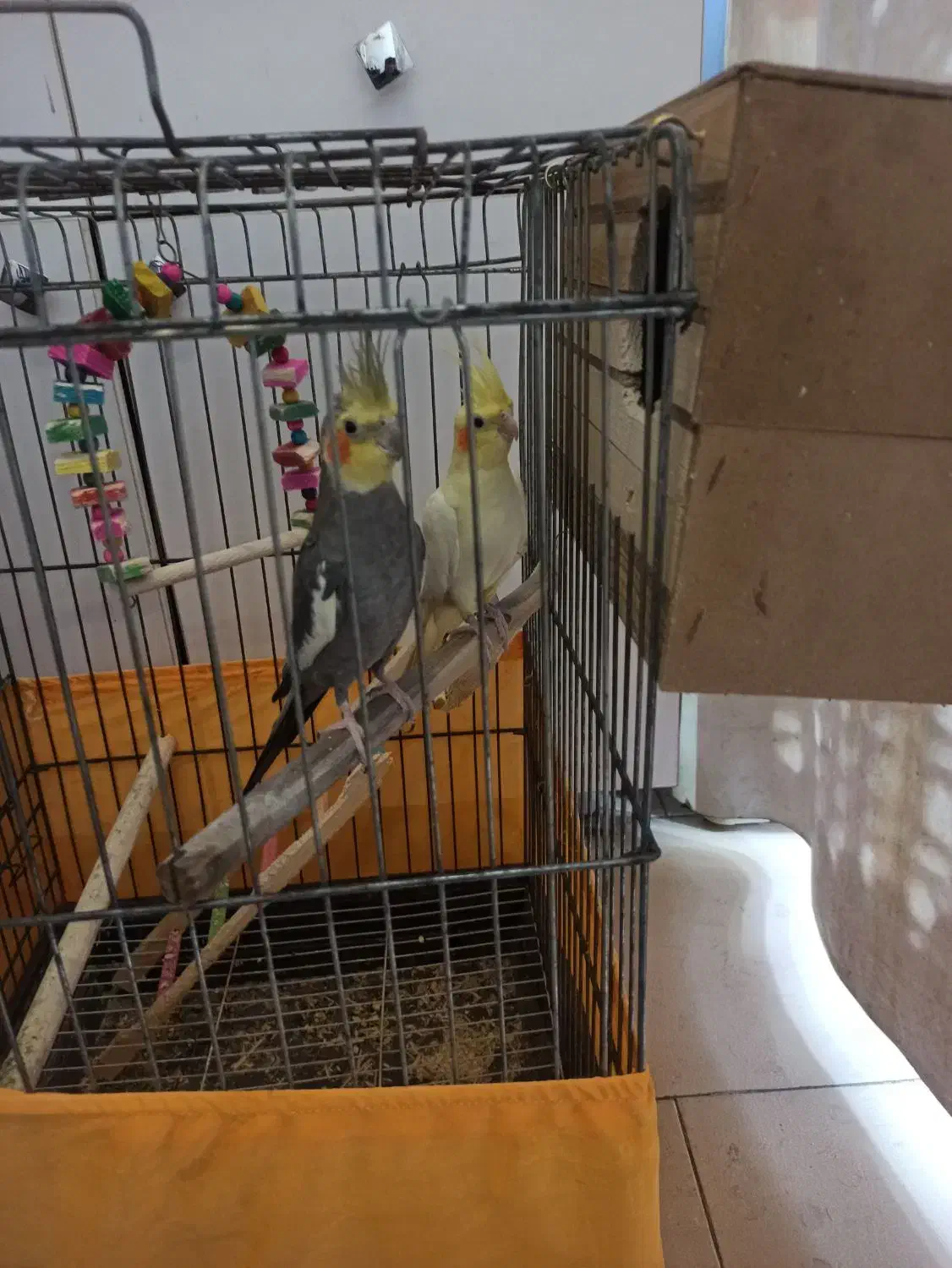 عروس هلندی مولد|پرنده|رباطکریم, رباطکریم|دیوار