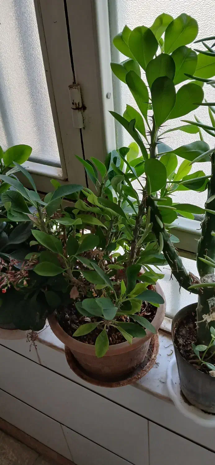 فروش گل و گلدان|گل و گیاه طبیعی|شاهرود, |دیوار