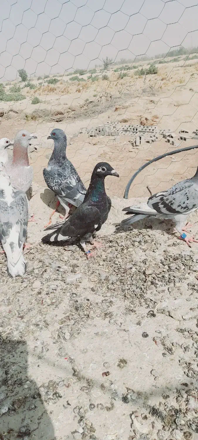 جوانه‌کفتر|پرنده|تیمور آباد, |دیوار