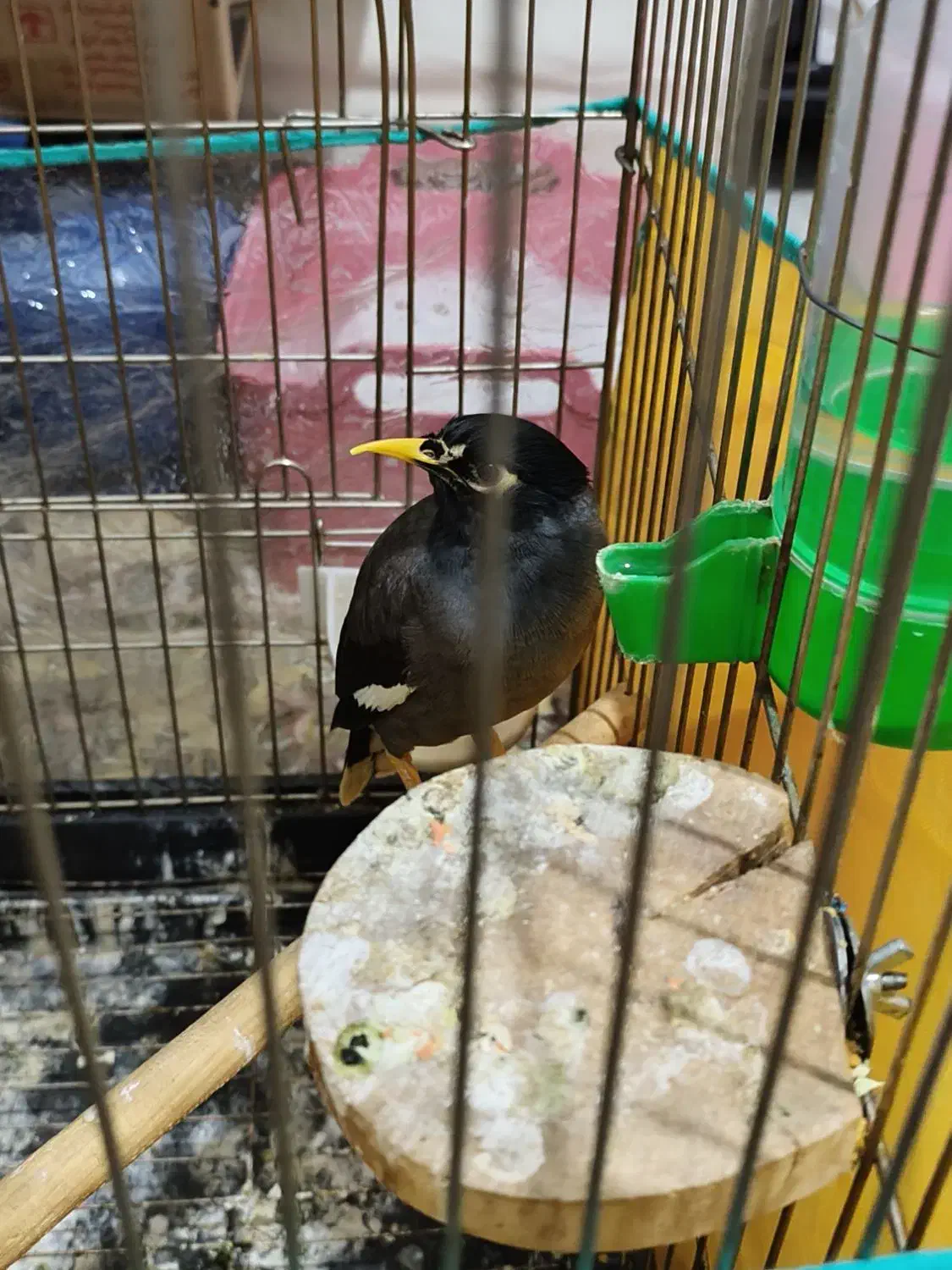 مرغ میناوجوجه عروس|پرنده|قم, شهرک مهدیه (مدرس)|دیوار