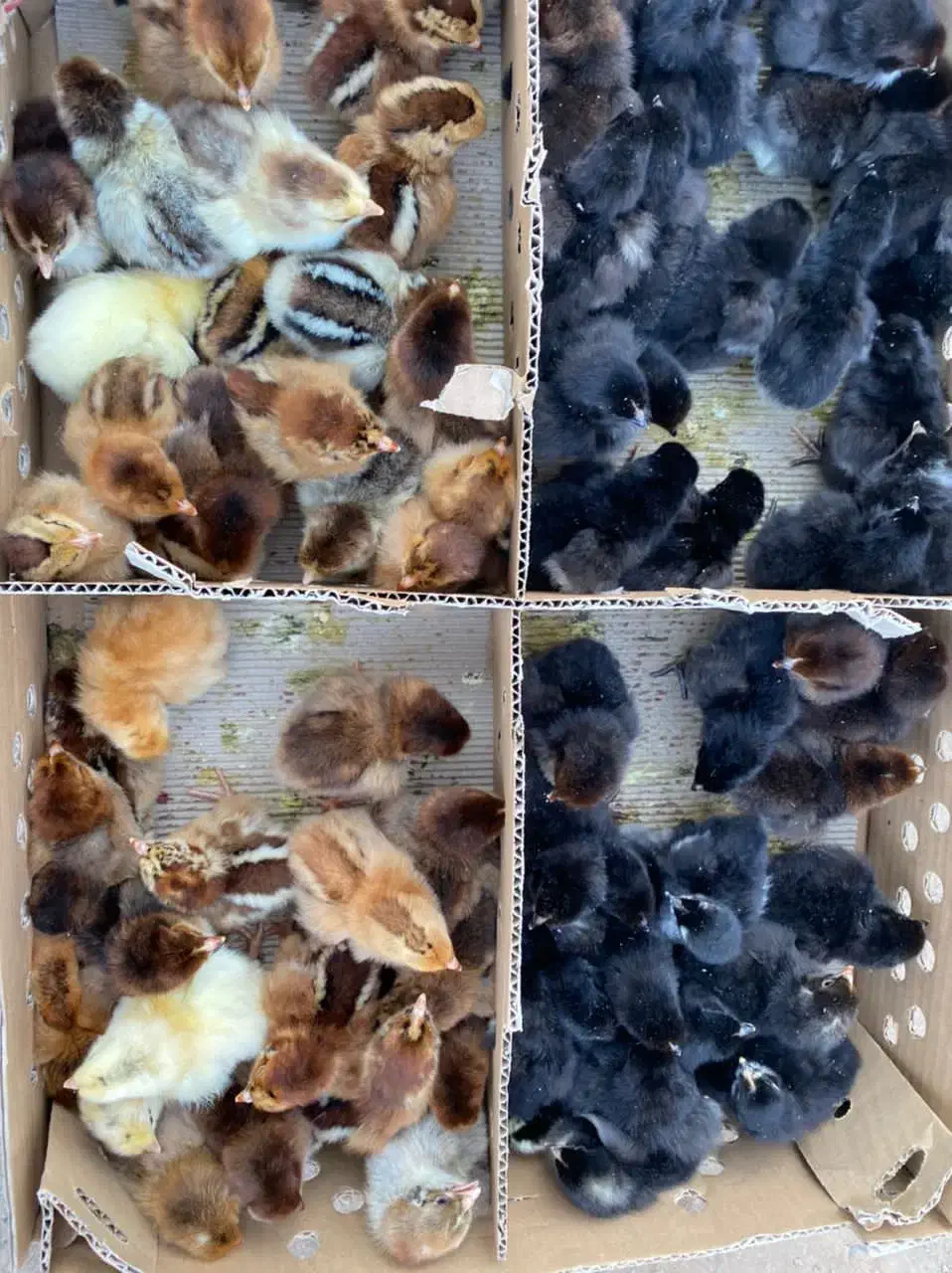 جوجه مرغ خروس گلپا|حیوانات مزرعه|بم, |دیوار