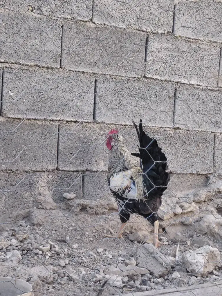 خروس محلی|حیوانات مزرعه|کوه چنار, |دیوار