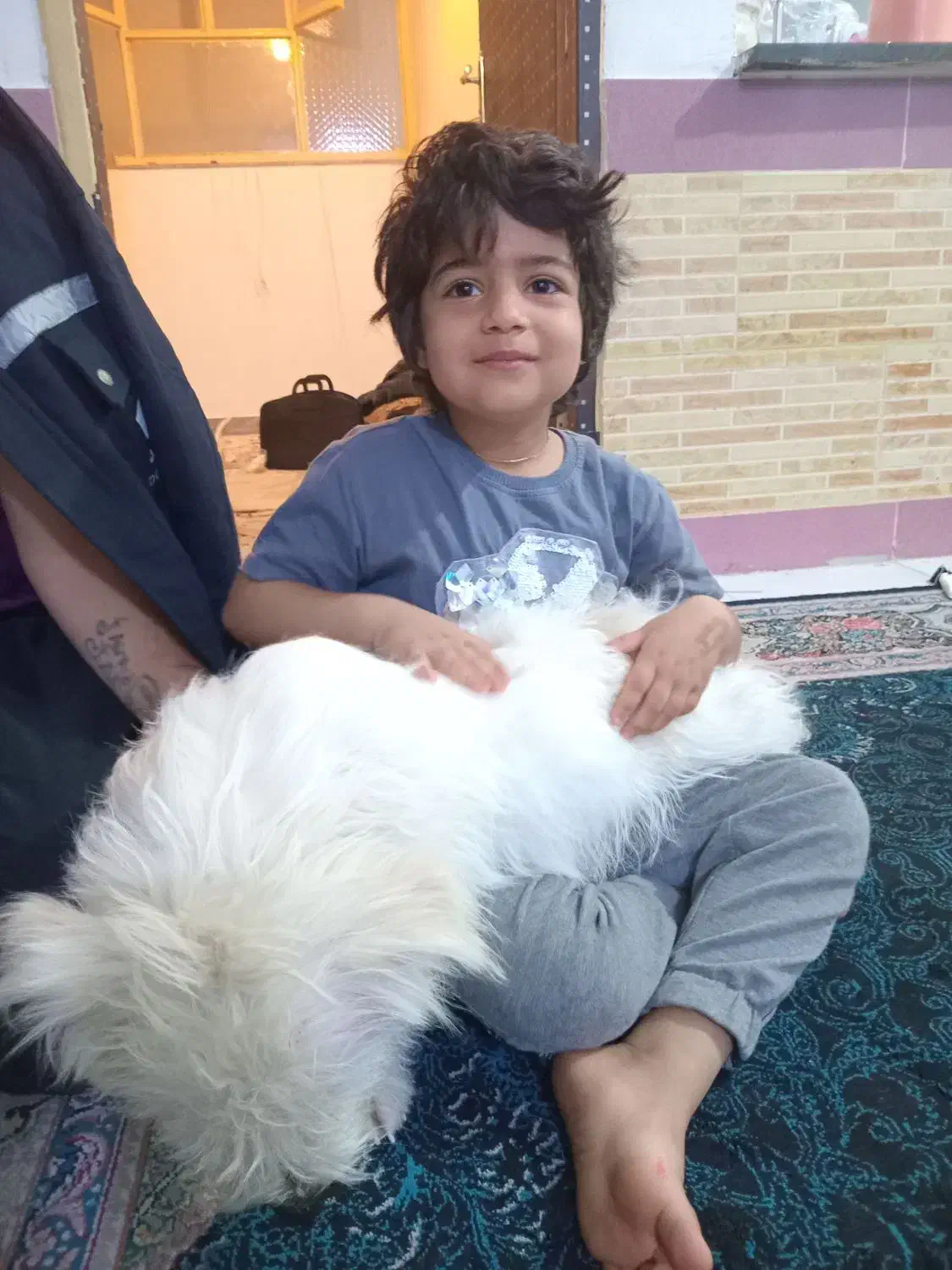 سگ دستی پشمالو سفید فهمید و بازی گوش|سگ|ایذه, |دیوار