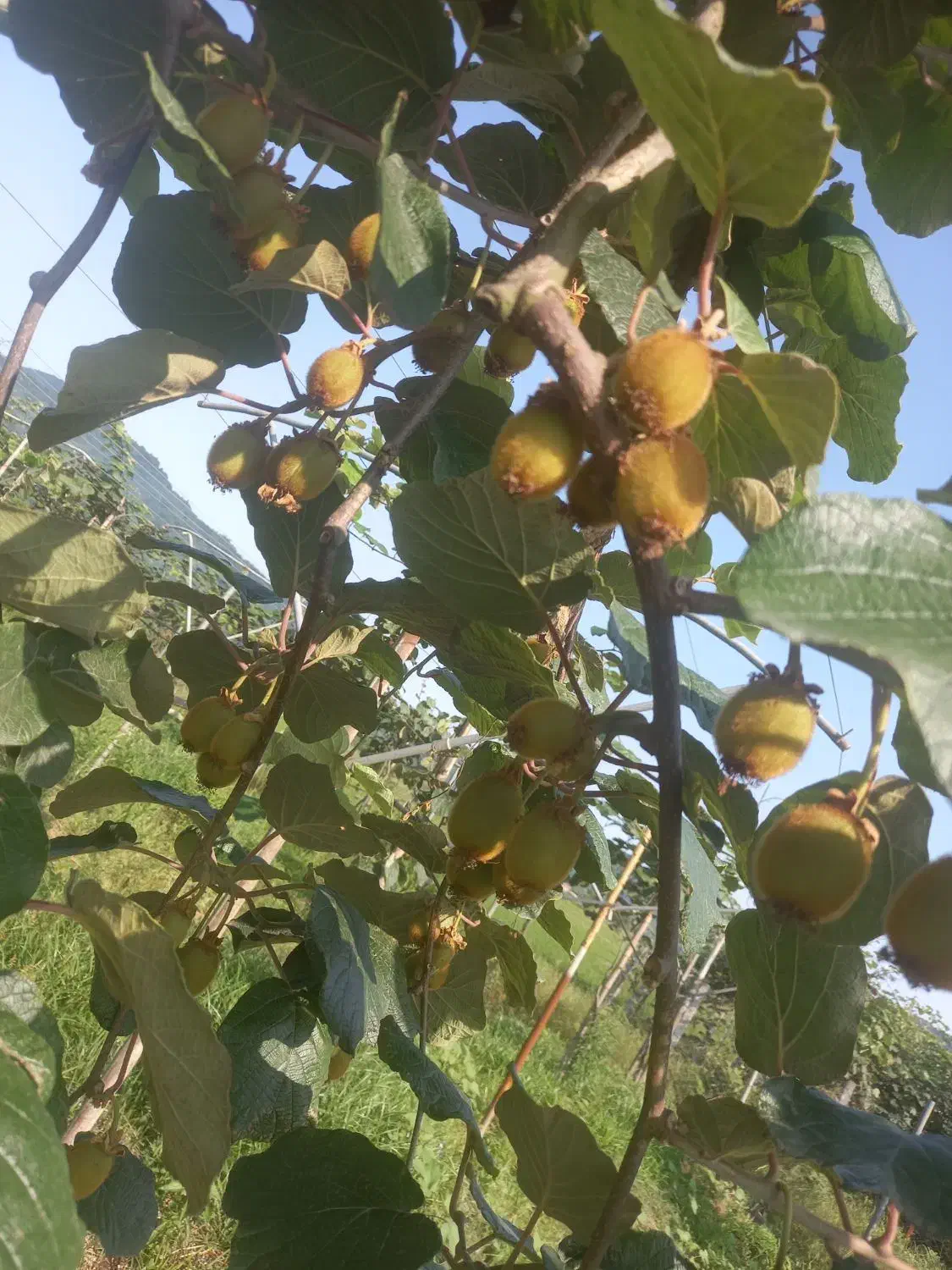 فروش کیوی|خوردنی و آشامیدنی|چوبر, |دیوار