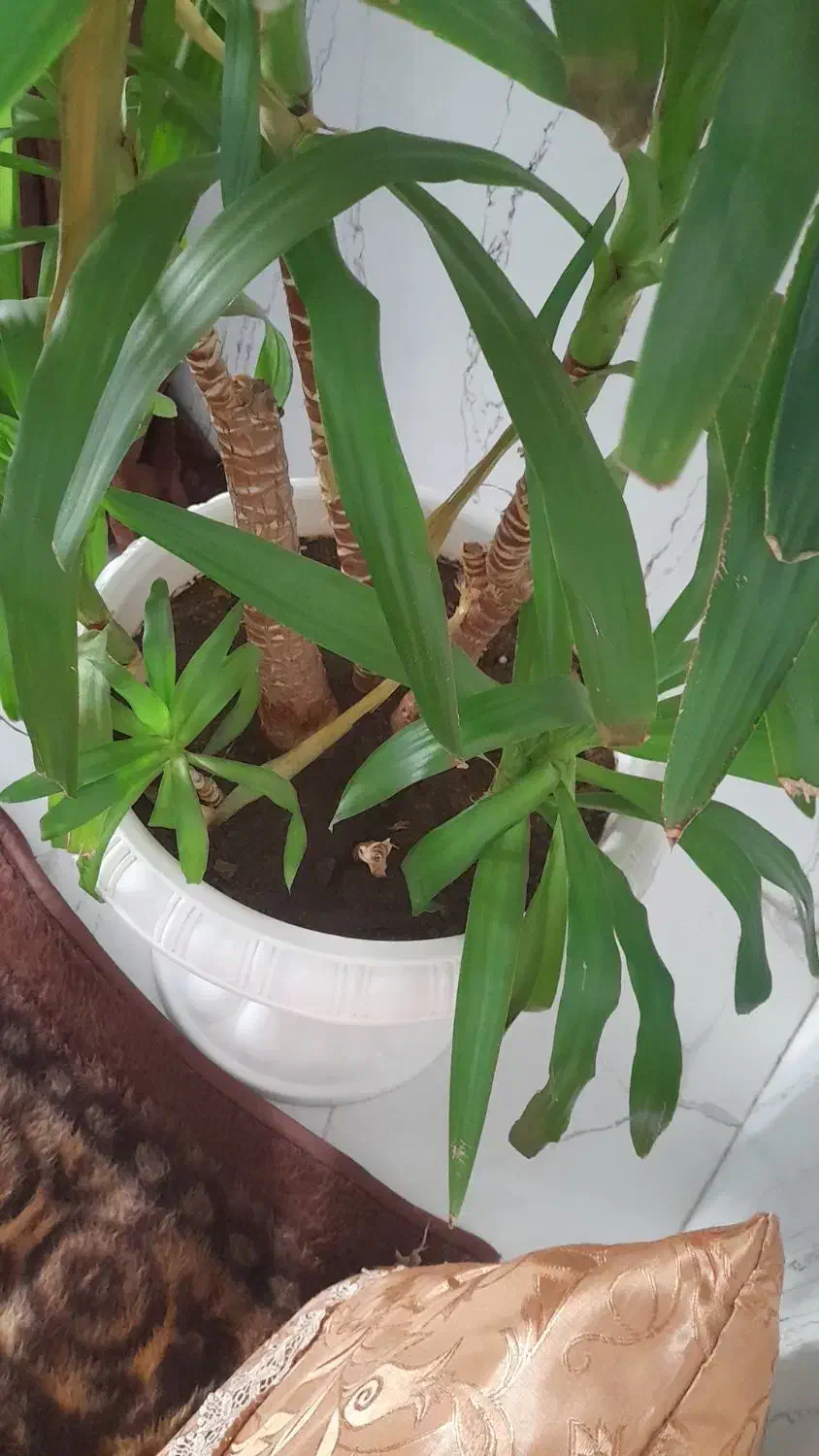 ...|گل و گیاه طبیعی|انزل, |دیوار