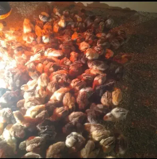 جوجه جهادی یک روزه|حیوانات مزرعه|تربتحیدریه, میدان مرکزی|دیوار